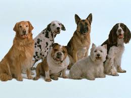 http://1001dogs.ru/load/1