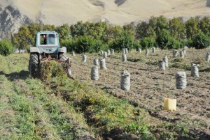 Акс аз: www.agroinform.tj