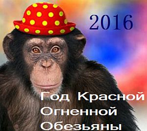 monkey-16