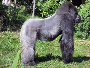 monkey-51