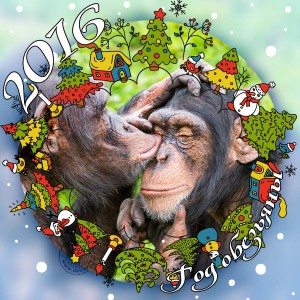 monkey-20