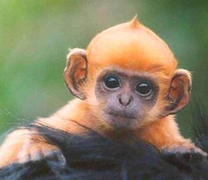 monkey-7