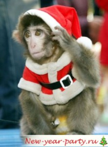 monkey-21