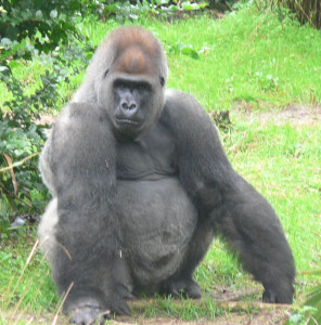 monkey-8