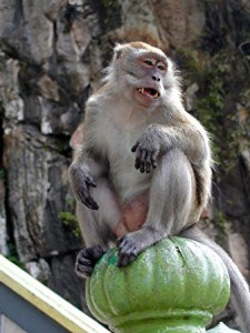 monkey-9