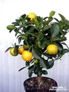 Limon2