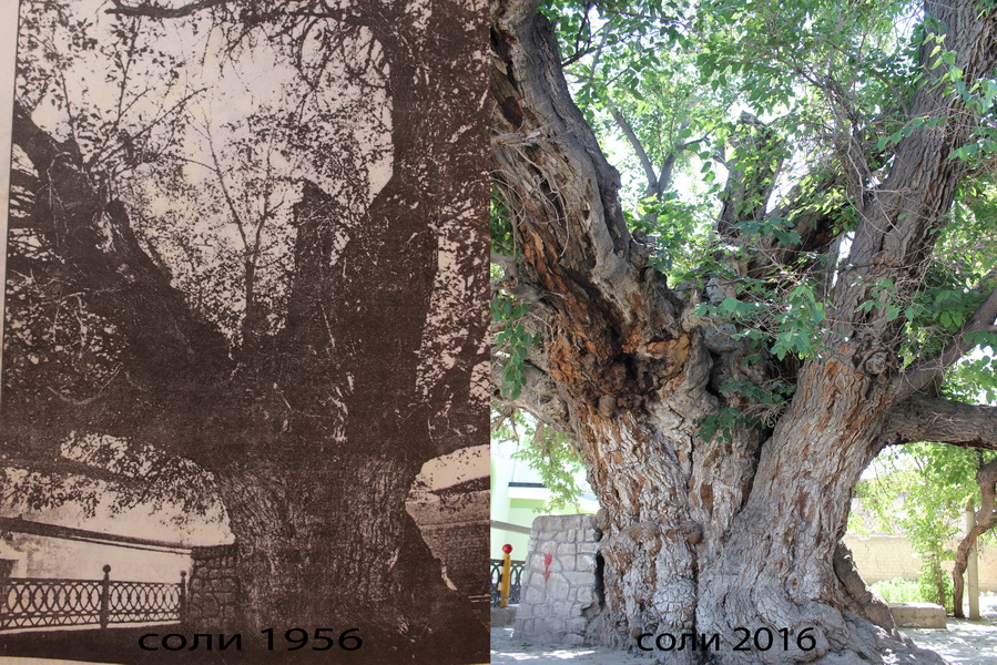 Derevo-Temurmalik-06_новый размер