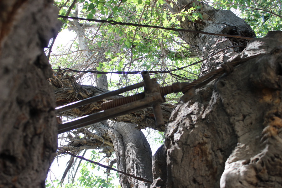 Derevo-Temurmalik-07_новый размер