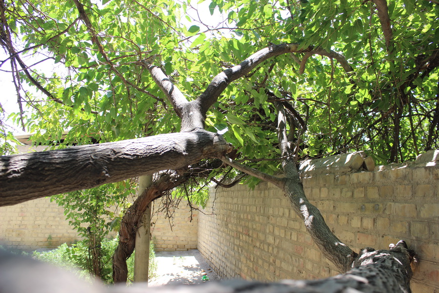 Derevo-Temurmalik-11_новый размер