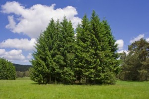Spruce4-520x347