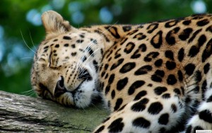photo_leoparda_04