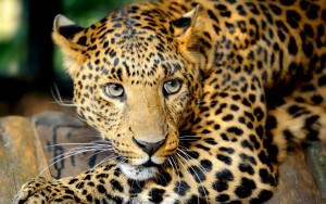 photo_leoparda_09