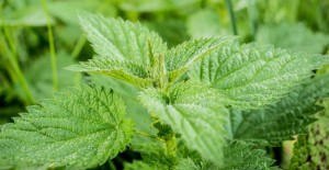 stinging-nettle-503939_1920-e1454512141796-1024x528