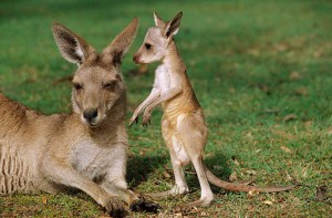 Eastern Gray Kangaroos 4