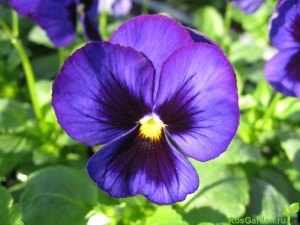 viola