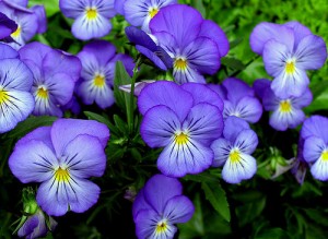 violet1