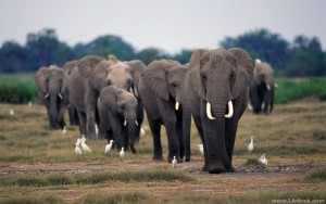 elephant_10