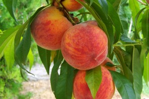 peach-846962_1280_990x910_0206990864