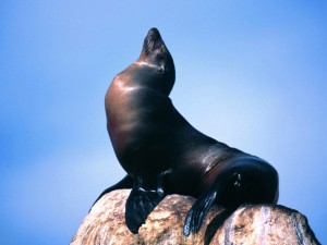 basking_california_sea_lion