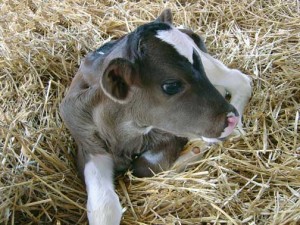 calf