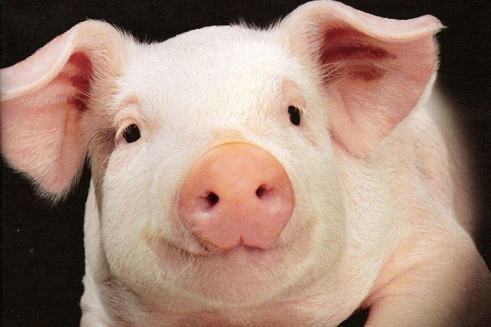 svini