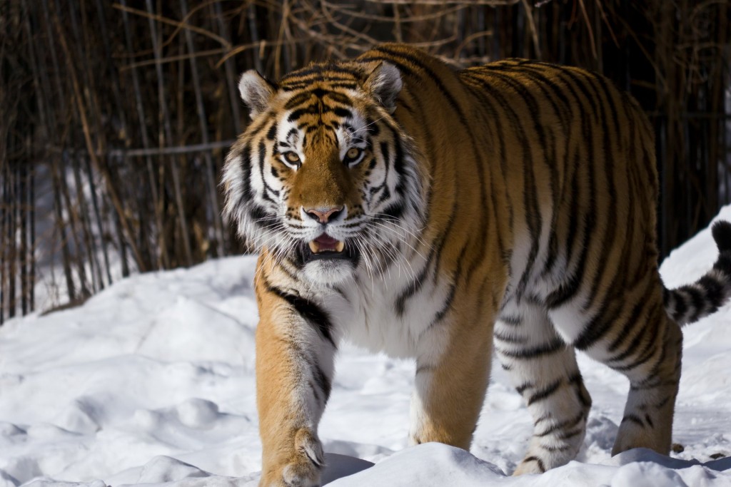 tigr