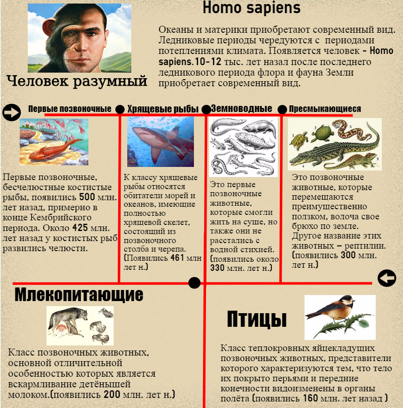 homo-sapiens