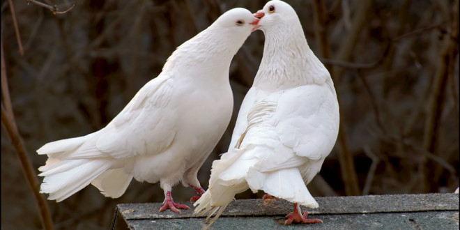 Дар олами зебой