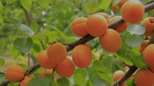 apricots