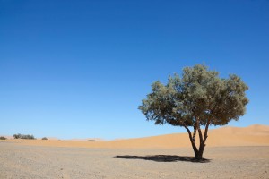 Tamarisk tree (Tamarix articulata) in the Sahara desert.
