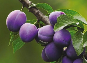 prunus-3