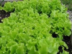 0008-007-Listja-salata