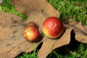 62637354_dipteragall1