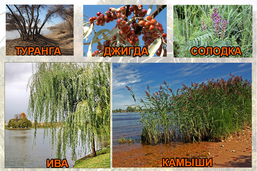 Растительный мир тугайный лесов Сырдарьи (Кайраккумское водохранилище)