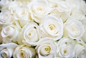 depositphotos_2074285-stock-photo-white-rose-background
