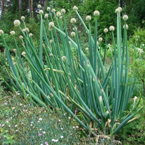 e865253f6710e46db35af7ce95eefa33