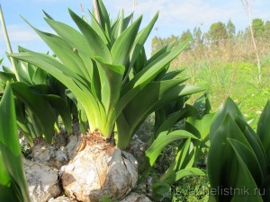 morskoj-luk-anzur-pri-ateroskleroze