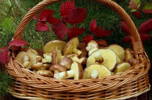 yak-chistiti-gribi_795